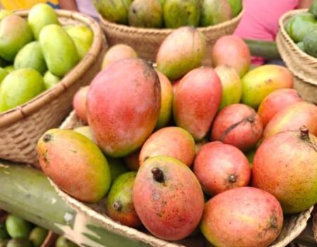 Rewa Sundarja Mango