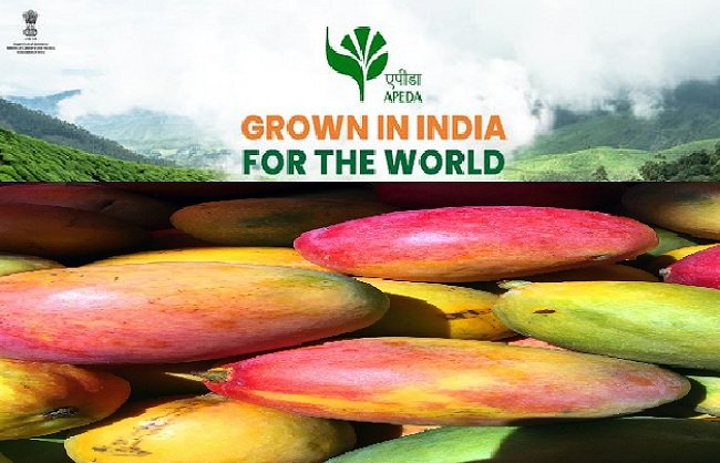Rewa Sundarja Mango